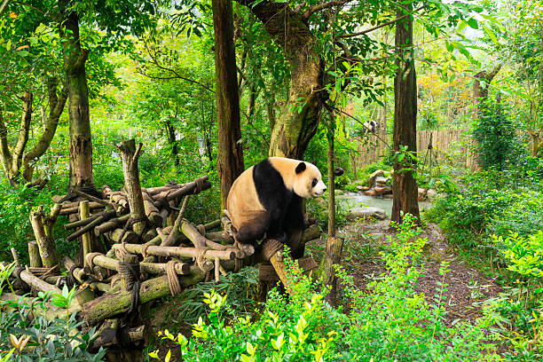 Chengdu Research Base of Giant Panda Breeding