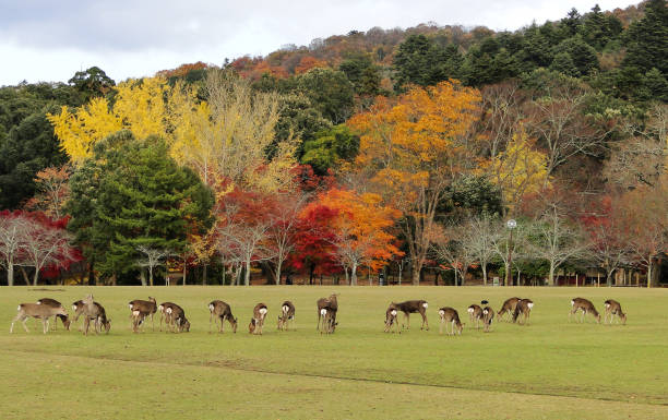 Nara Deer Park