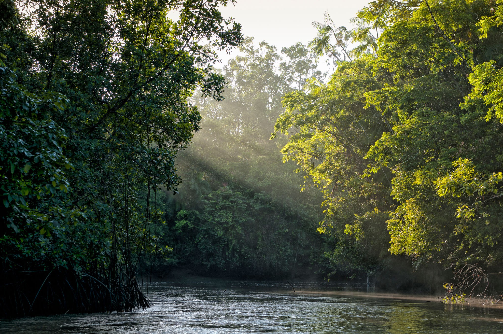 Amazon River river